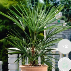 2X Washingtonia Robusta - Mexicaanse Waaierpalm - Palm - Groenblijvend - 17 Cm - ↕60-75 Cm-Brico Best